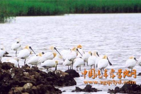 上海崇明岛东滩露营地